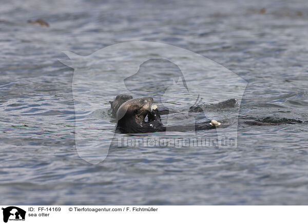 sea otter / FF-14169