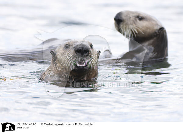 Seeotter / sea otter / FF-14170