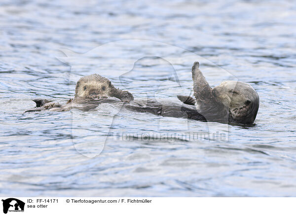 sea otter / FF-14171