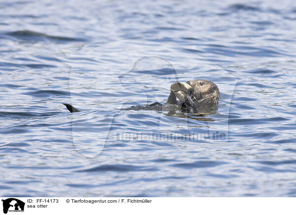 sea otter / FF-14173