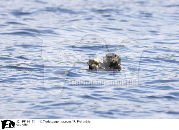 sea otter / FF-14174