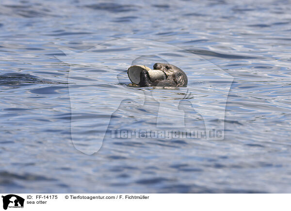 sea otter / FF-14175