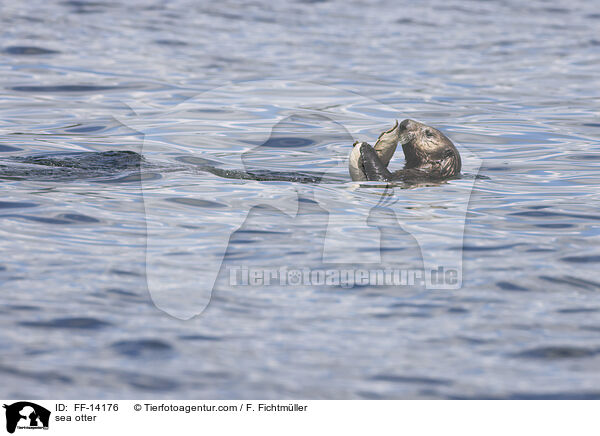 sea otter / FF-14176