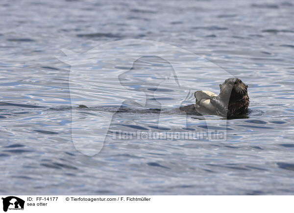 sea otter / FF-14177