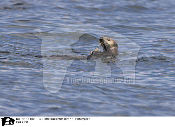 sea otter / FF-14180