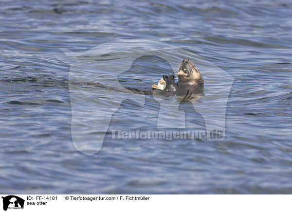 sea otter / FF-14181