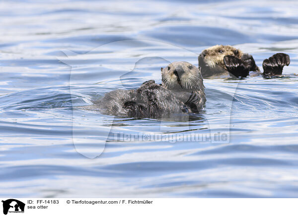 sea otter / FF-14183
