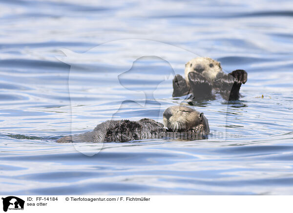 Seeotter / sea otter / FF-14184