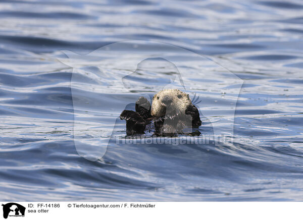 sea otter / FF-14186
