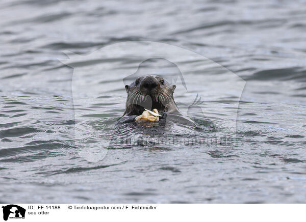 Seeotter / sea otter / FF-14188