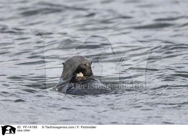 sea otter / FF-14189