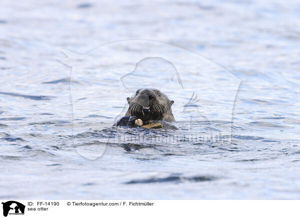 sea otter / FF-14190