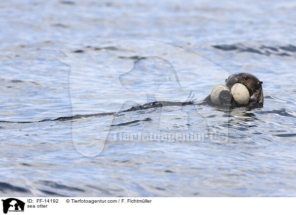 sea otter / FF-14192
