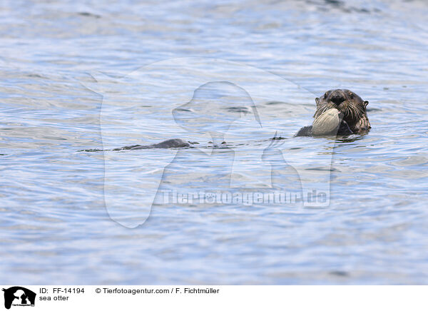 sea otter / FF-14194
