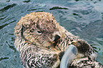 sea otter