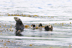 sea otter