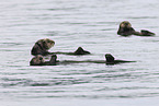 sea otter