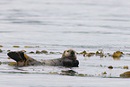 sea otter