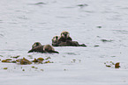 sea otter
