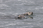 sea otter