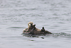 sea otter