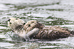 sea otter