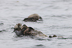 sea otter