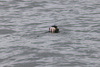 sea otter