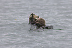 sea otter