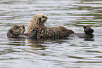 sea otter