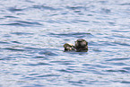 sea otter