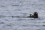 sea otter