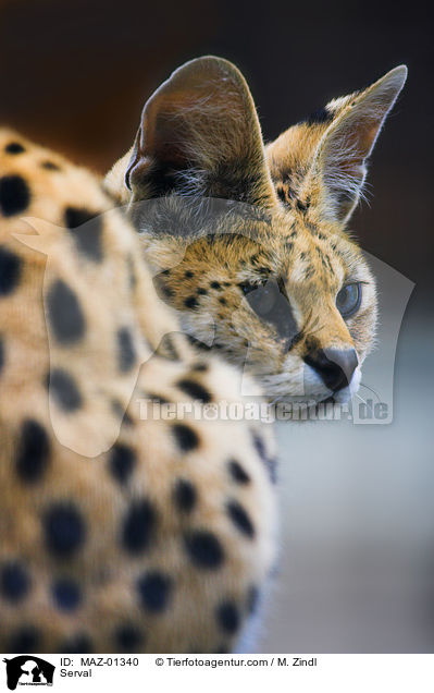 Serval / MAZ-01340