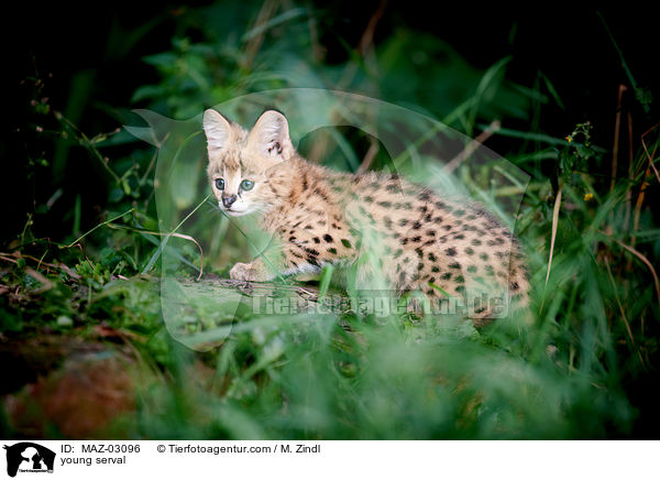 junger Serval / young serval / MAZ-03096