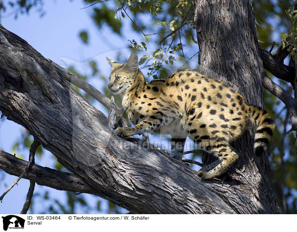 Serval / Serval / WS-03464
