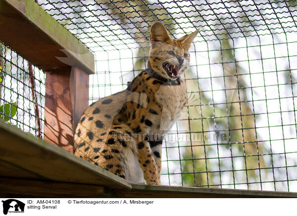 sitzender Serval / sitting Serval / AM-04108