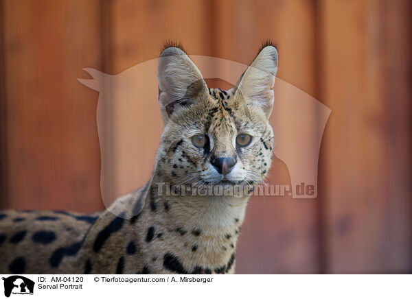 Serval Portrait / Serval Portrait / AM-04120