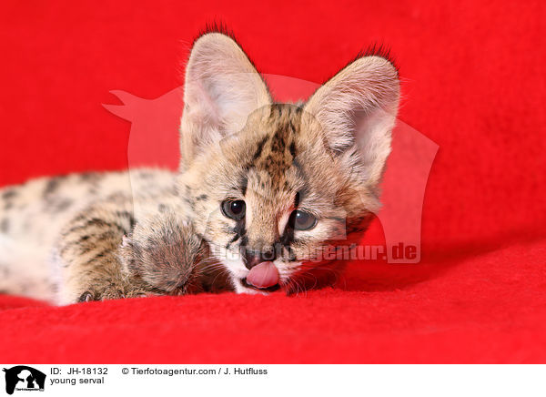 junger Serval / young serval / JH-18132