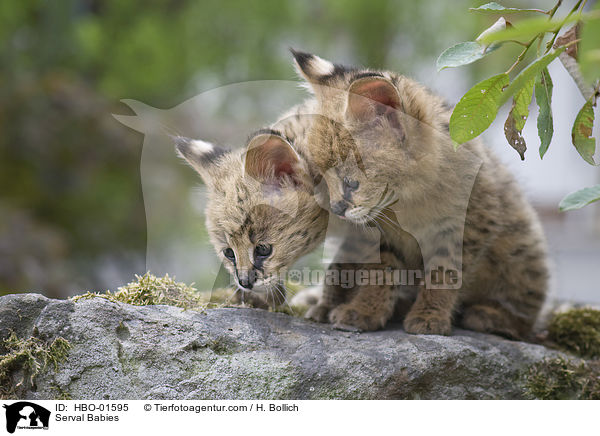 Serval Babys / Serval Babies / HBO-01595