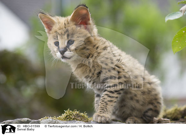 Serval Baby / Serval Baby / HBO-01599