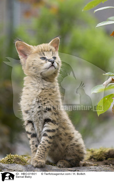 Serval Baby / Serval Baby / HBO-01601