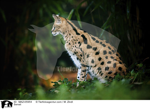 Serval / Serval / MAZ-05954