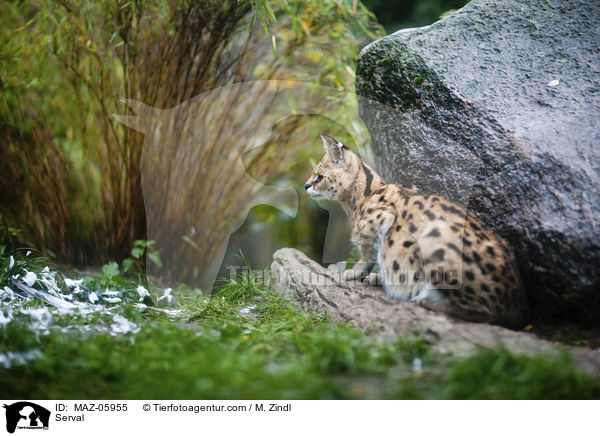 Serval / Serval / MAZ-05955