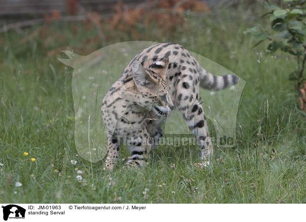 stehnder Serval / standing Serval / JM-01963