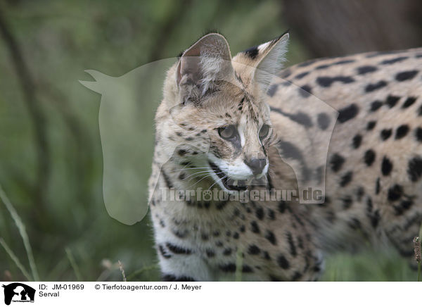 Serval / Serval / JM-01969