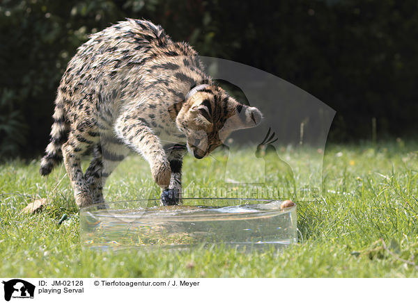 spielender Serval / playing Serval / JM-02128