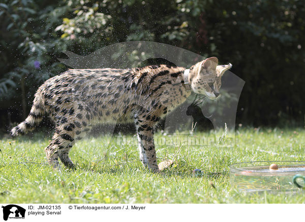 spielender Serval / playing Serval / JM-02135