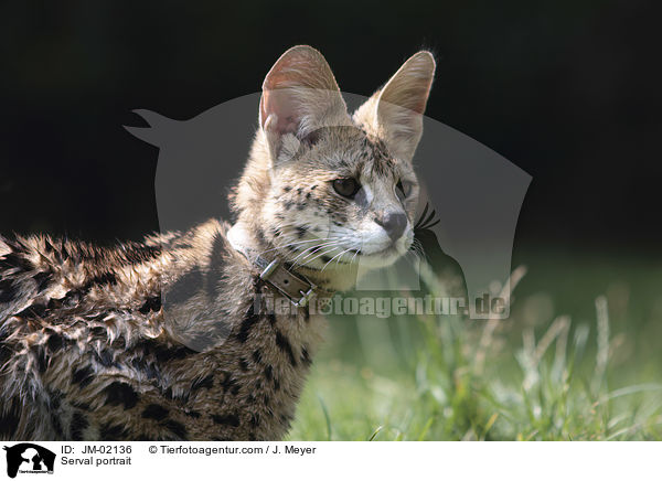 Serval Portrait / Serval portrait / JM-02136