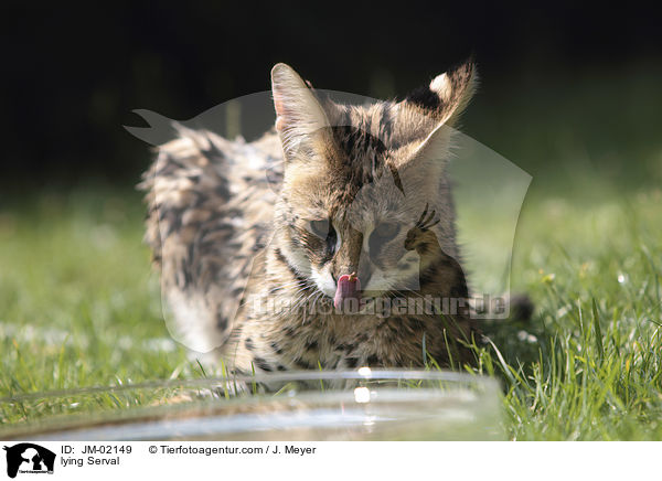 liegender Serval / lying Serval / JM-02149