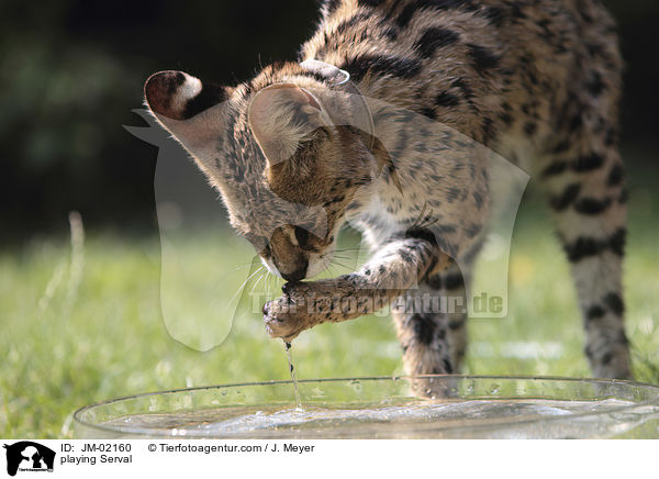 spielender Serval / playing Serval / JM-02160
